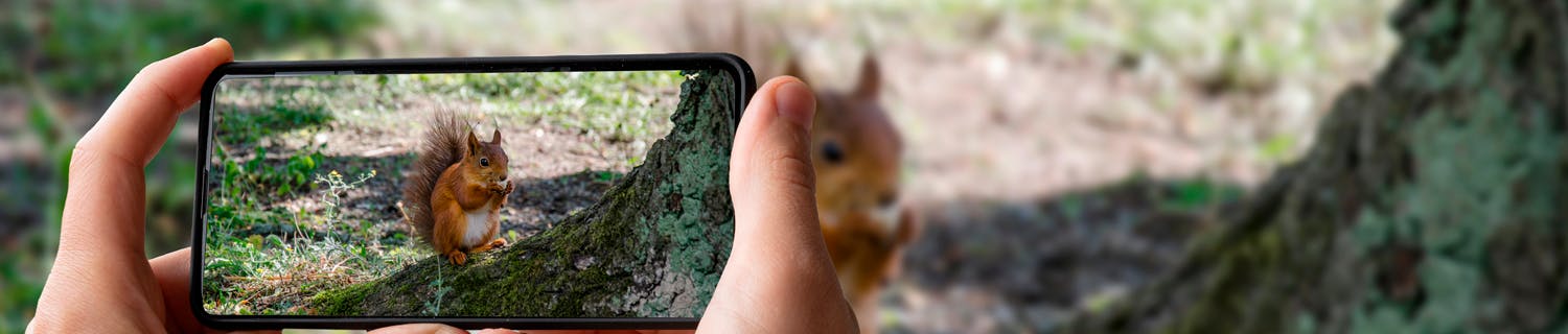 Seek. Ved hjælp af brugernes observationer, kan du finde frem til vilde dyr i sit nærområde.